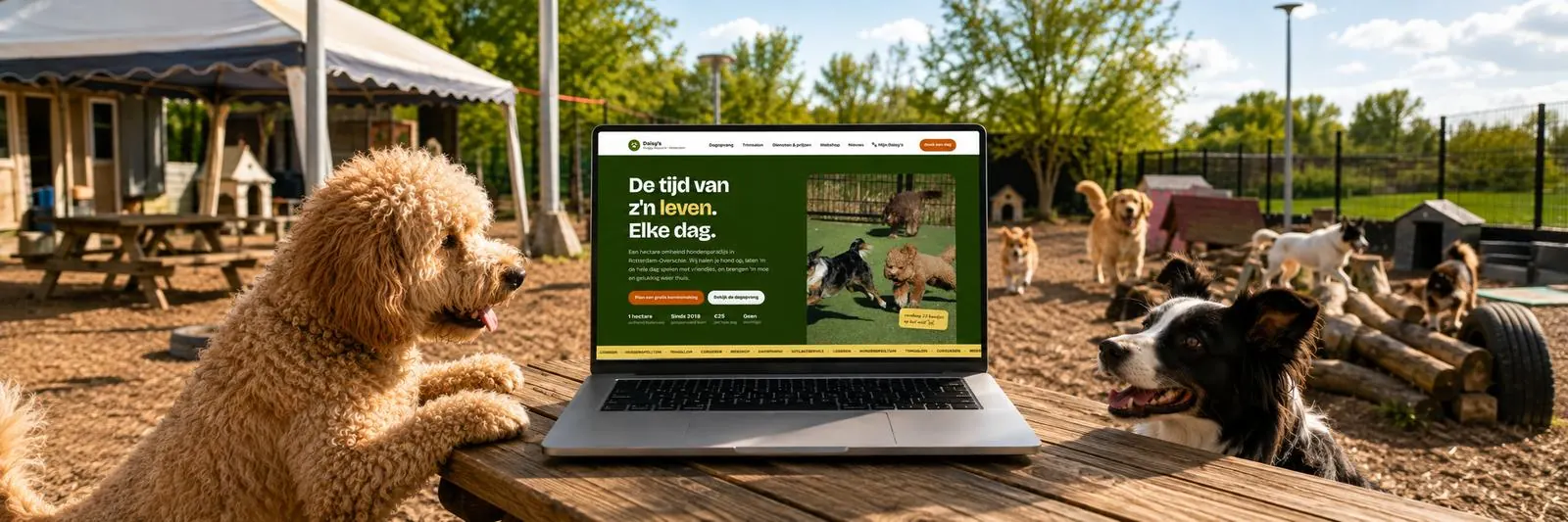 Een laptop op een picknicktafel midden op het buitenveld van een hondenopvang, met de website van Daisy's op het scherm en honden eromheen